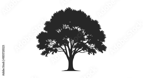 A striking image of a lush full tree presented as a dark dramatic silhouette