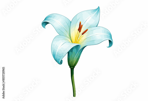 A delicate and elegant illustration of a single white lily with soft blue tints highlighted by pollen-rich anthers and gracefully curved petals.