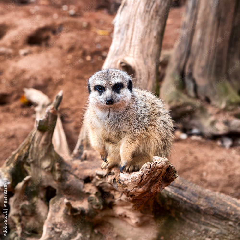 Fototapeta premium Meerkat standing alert on wooden log in zoo enclosure with natural background and shallow depth of field