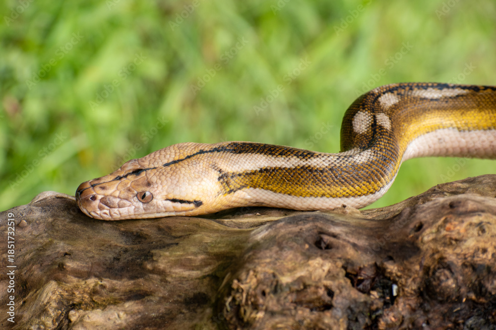 Fototapeta premium Rare morph reticulated python with four genetic mutations—tiger, mottle, platinum, and sunfire—posing on a textured log.