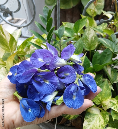 Butterfly Pea Flower in Bloom