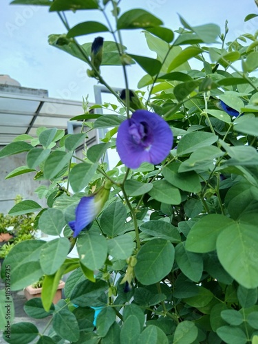 Butterfly Pea Flower in Bloom
