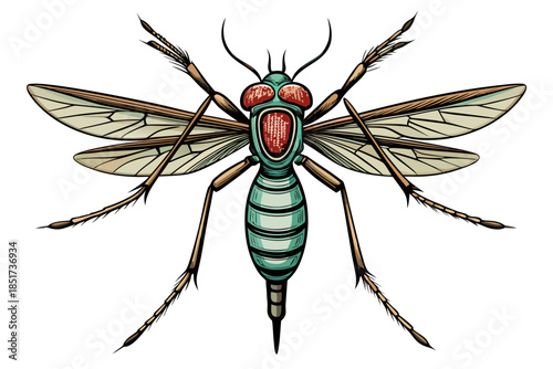 High-quality vector illustration of a mosquito in detailed line art style. This black and white insect outline is perfect for educational materials, biology textbooks, scientific posters, and healthca
