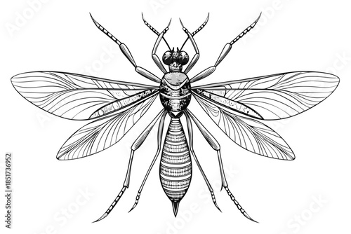 High-quality vector illustration of a mosquito in detailed line art style. This black and white insect outline is perfect for educational materials, biology textbooks, scientific posters, and healthca