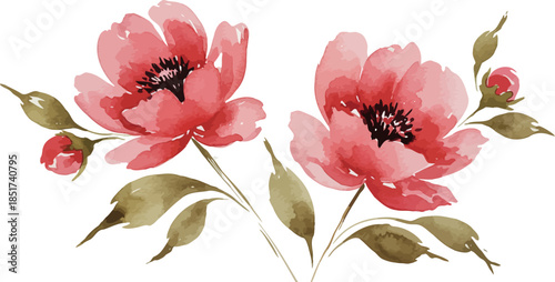 Two pink tulips with green leaves on white background