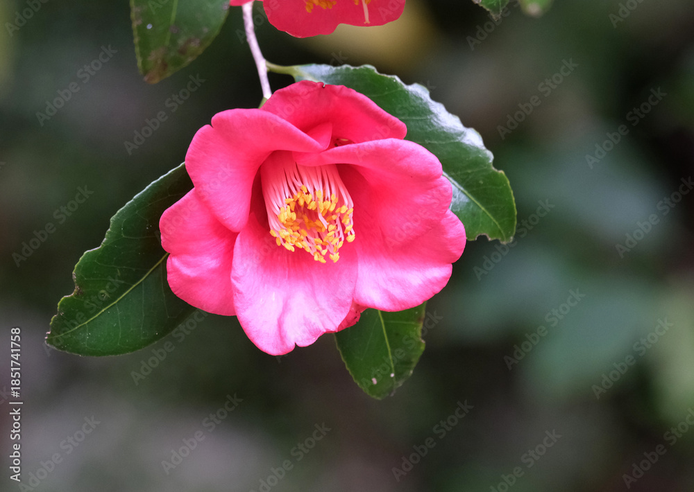 Obraz premium 庭に咲く赤い椿