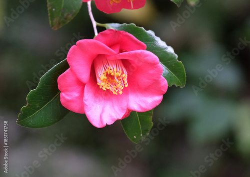 庭に咲く赤い椿