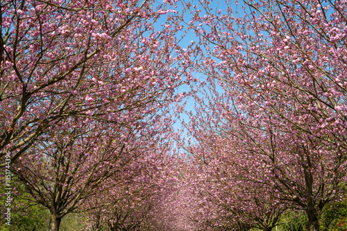 Japanische Blütenkirsche (Prunus serrulata), Kirschblütenallee, Allee mit blühenden Bäumen