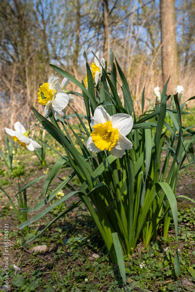 Obraz premium Gelb-weisse Narzissen (Narcissus) an einem Weiher