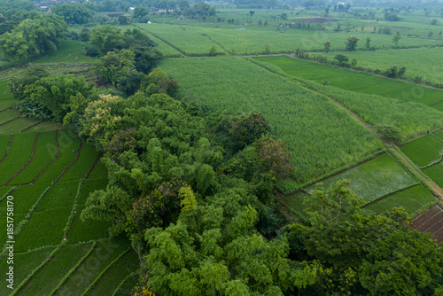 Aerial view of green agricultural fields and fertile soil plots bordered by tropical trees in a rural landscape. Scenic farming area in Indonesia.