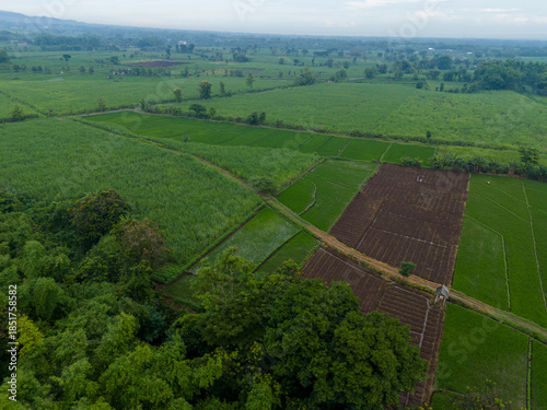 Aerial view of green agricultural fields and fertile soil plots bordered by tropical trees in a rural landscape. Scenic farming area in Indonesia.
