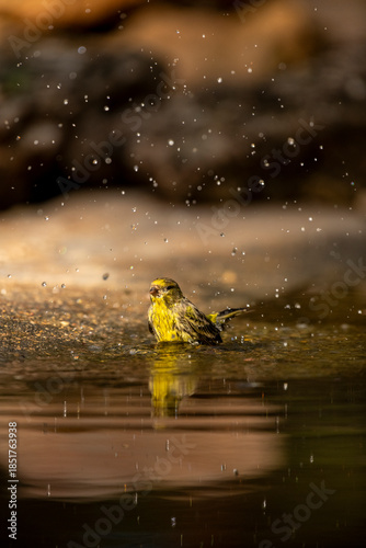 European Serin (Serinus serinus) bird refreshing itself while bathing in a natural pond with water droplets splashing around, reflecting the surrounding environment - stock photo