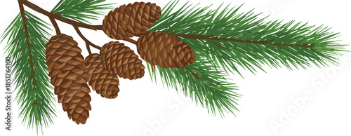 Pine Branch with Pine Cones – Evergreen Christmas Foliage Isolated on Transparent Background
