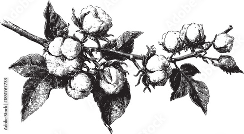 Vintage illustration of a cotton plant branch with detailed leaves and flowers. The black and white vector illustration captures the beauty of this agricultural product.