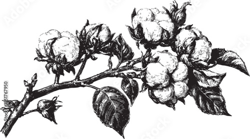 Cotton plant bloom and branch drawn in vintage black and white style. Detailed botanical vector illustration featuring flowers and leaves in a set.