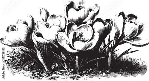 Botanical illustration of tulips in black and white. Detailed vector set showcasing nature's beauty in vintage style.