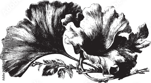 Ginkgo flower and leaf botanical illustration. Vintage black and white vector illustration showcasing detailed natural elements in a set.
