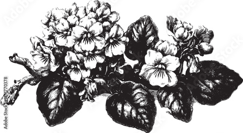 Flower illustration of blooming violets with detailed leaves. A vintage botanical vector illustration capturing natural and classic elements.