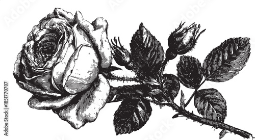 Rose flower illustration in classic black and white style. Detailed botanical vector illustration with elegant petals and leaves.