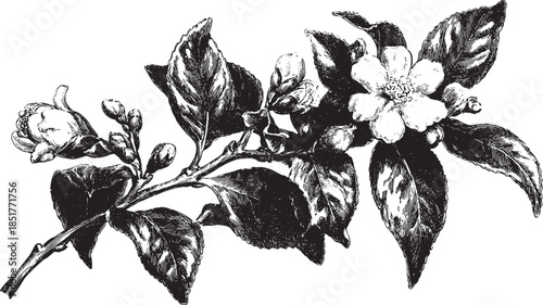 Flower branch illustration in black and white. Detailed botanical vector set showcasing jasmine with leaves and buds.