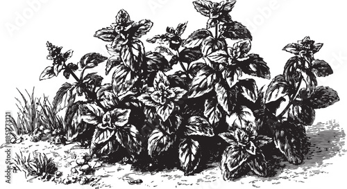 Basil plant illustration with detailed leaves, showcasing organic and aromatic qualities. Vintage black and white vector illustration of this culinary herb set.