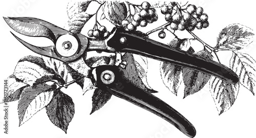 Pruners tools for gardening with sharp blades. Black vintage illustration of leaves and branches. Classic vector illustration set.