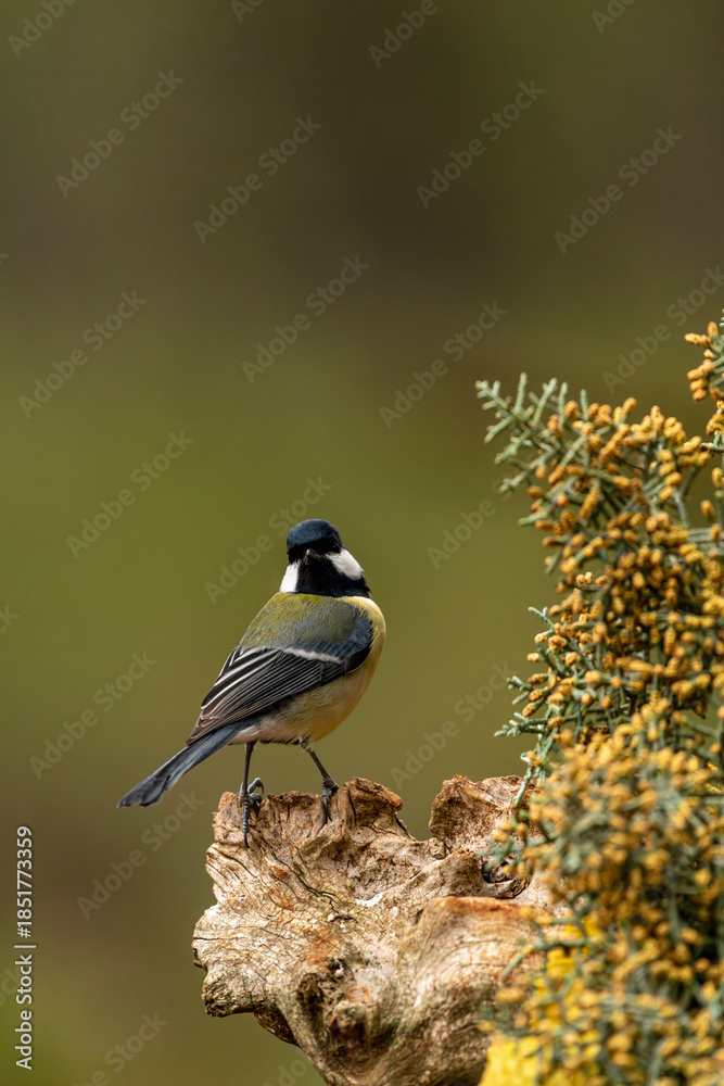 Obraz premium Great tit (Parus major) a small songbird with black, white, and yellow plumage, perching on a weathered wooden stump next to a flowering shrub with yellow blooms in a natural environment - stock photo
