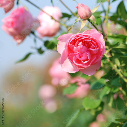 ピンクの薔薇
