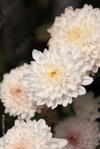 white chrysanthemum flower