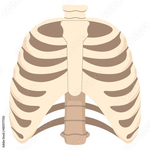 Human Rib Cage Anatomical Illustration