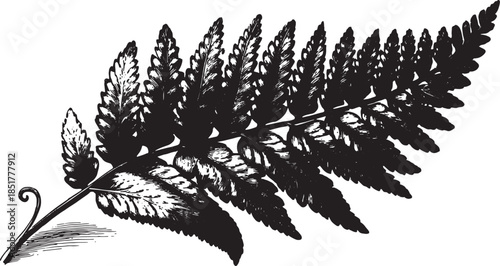 Detailed fern leaf illustration in black and white. Botanical vector illustration with a classic graphic style, suitable for various design applications.