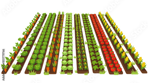 Rows of vibrant vegetables including carrots cabbage corn and tomatoes in a garden