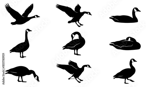 Canadian Goose Vector Silhouette Set. Black Wild Bird Flock Flying Swimming and Standing. Waterfowl Shape Collection for Nature Logo Icon and Stencil Design.