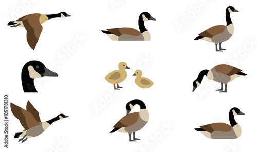 Flat Canadian Goose Vector Icon Set. Wild Bird in Flight Swimming and Eating with Goslings. Modern Nature Waterfowl Illustration for Infographic and App Design.