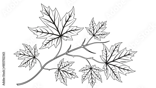 A branch with several maple leaves is depicted in a line drawing.