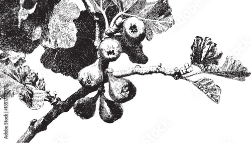 Detailed vector illustration of a fig branch with leaves and fruit against a black and white backdrop. This botanical design emphasizes realism in nature.