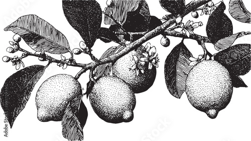Lemon fruit on a branch with leaves. Vintage black and white botanical illustration in a realistic style, vector illustration showcasing natural details.