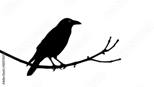 A silhouette of a crow perched on a bare tree branch.