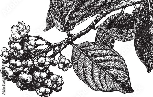 Branch with leaves, buds, and berries illustrated in a detailed black and white vector illustration. Botanical set showcasing nature's intricate design.