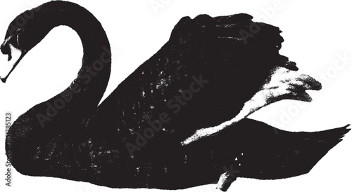 Black swan in a graceful silhouette. Elegant bird vector illustration, isolated with smooth outlines against a white backdrop in a seamless set.