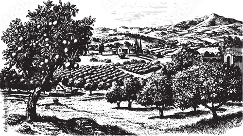 Hand-drawn orange grove landscape featuring trees and mountains in the distance. Detailed black and white vector illustration of rural scenery.