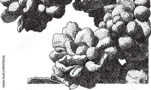 Succulent plant drawing in black and white. Detailed botanical illustration with a vintage style, showcasing texture and design features as a vector set.