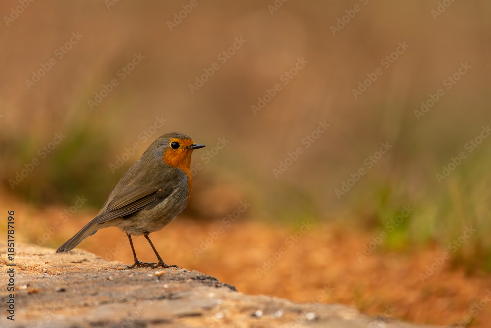 Fototapeta premium European Robin (Erithacus rubecula) perched on a rock - stock photo