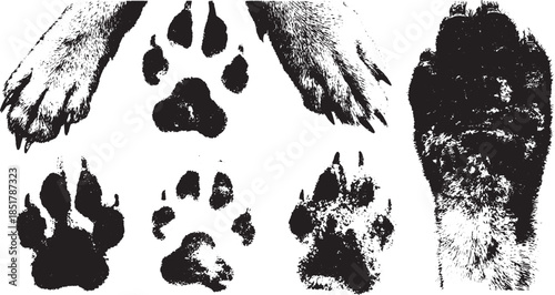 Animal paw prints and paws in black and white. Unique texture illustration featuring detailed outlines. Vector art set for various applications.