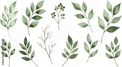 Collection of various green leafy branches and stems on white background
