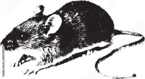 Realistic mouse illustration in black and white. Detailed vector graphic showcasing the animal's features in a retro design style.