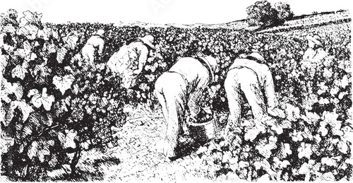Farmers harvesting grapes in a vineyard. Black and white illustration depicting agricultural work in a rural setting. Vector art showing effort and landscape.