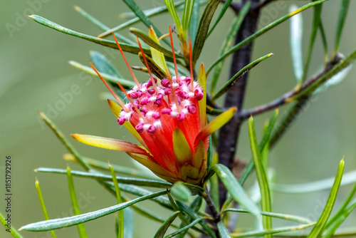 Mountain devil flower