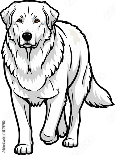 Kuvasz dog walking forward attentive focused movement