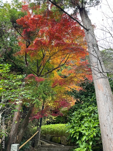 鎌倉の紅葉